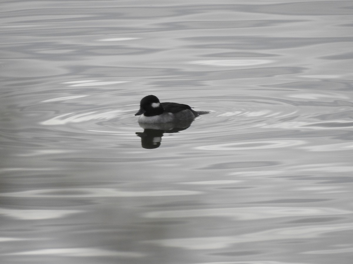Bufflehead - ML647255790