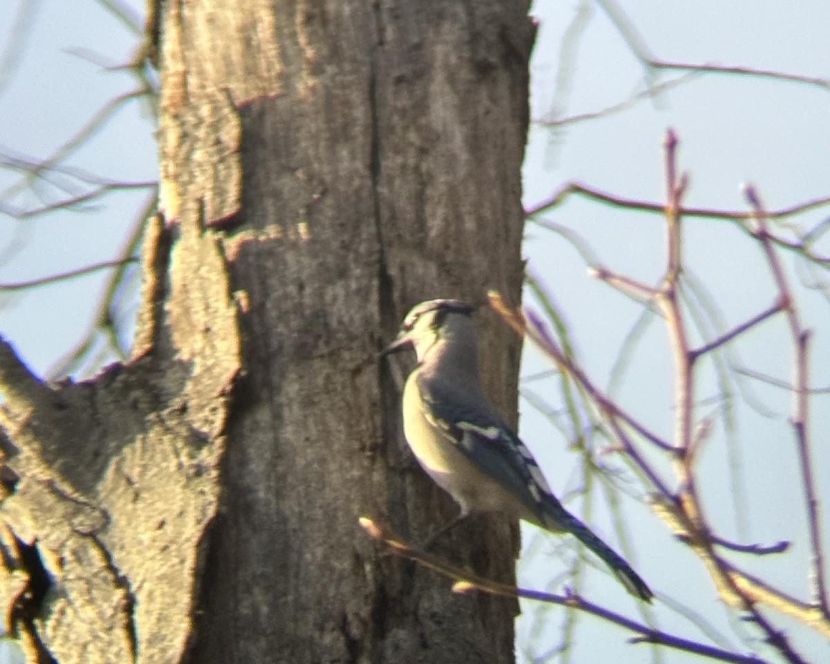 Geai bleu - ML647255809