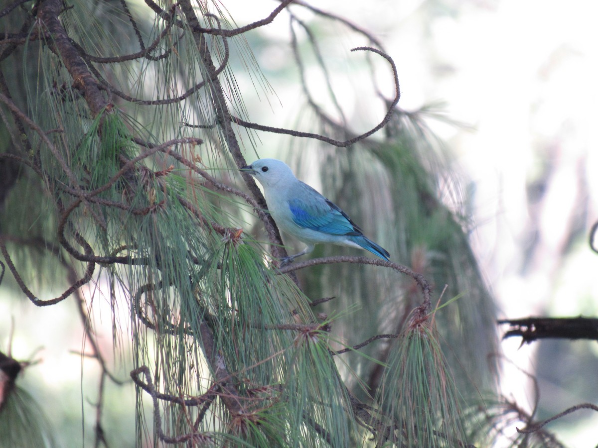 Blue-gray Tanager - ML647255810
