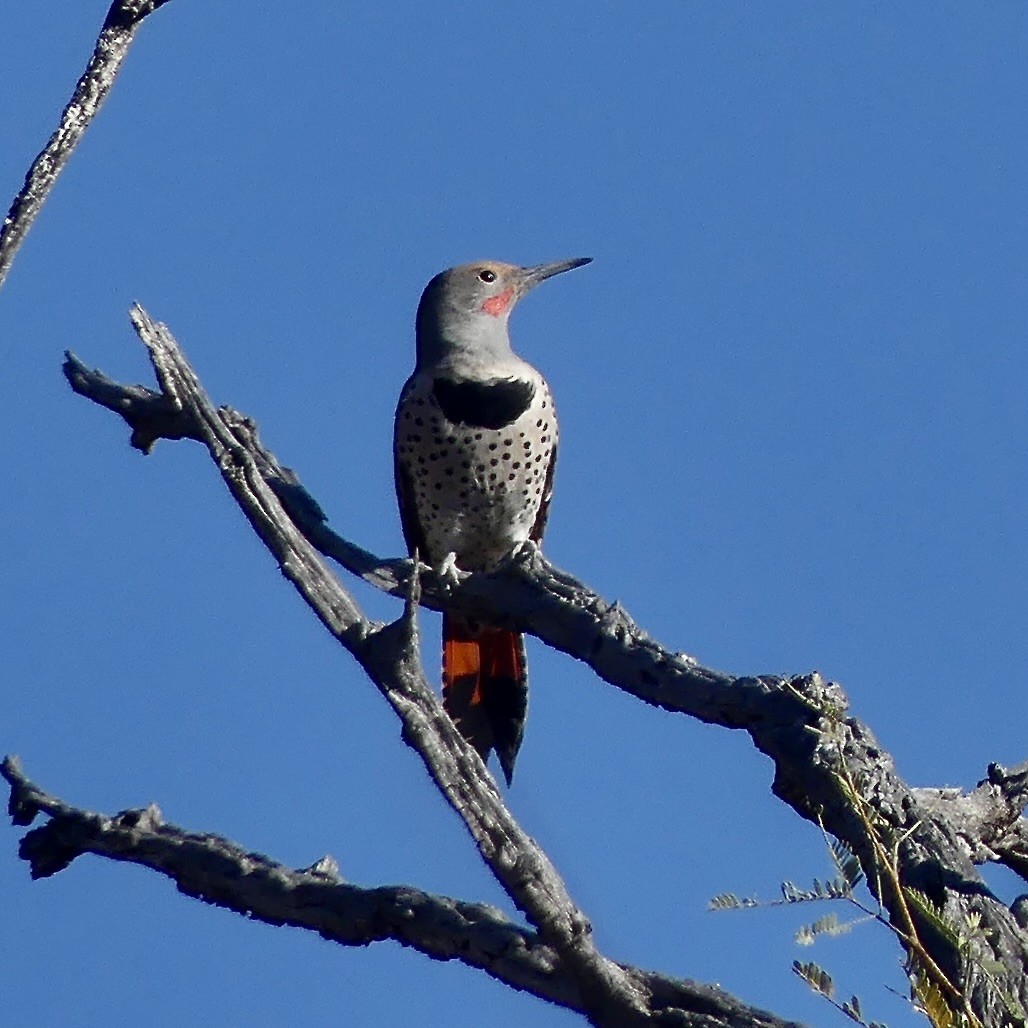 Northern Flicker (Red-shafted) - ML647255811