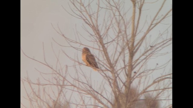 Gufo di palude (flammeus) - ML647255816