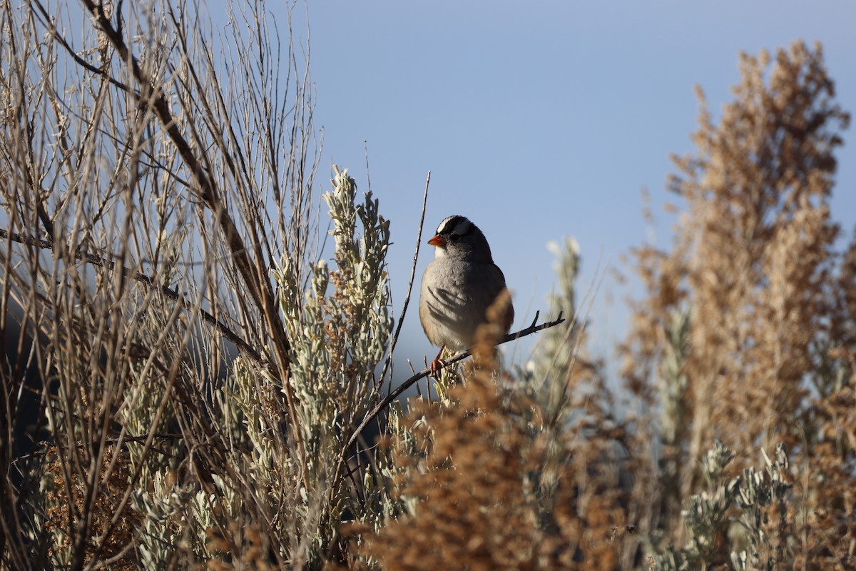 White-crowned Sparrow - ML647255823