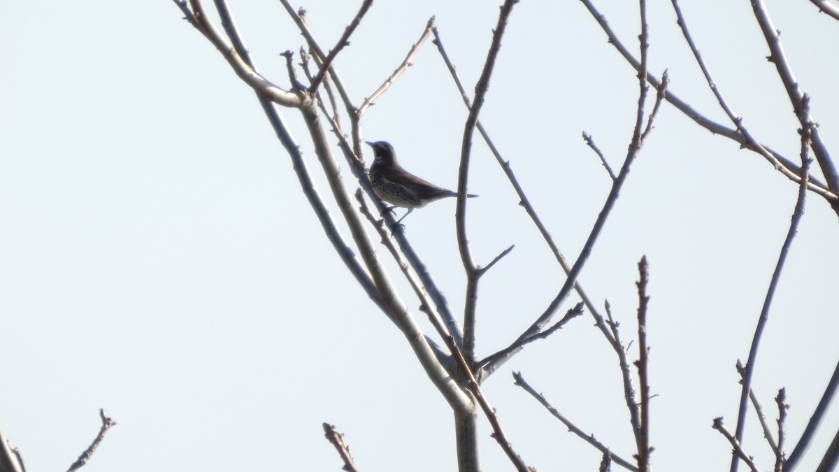 Дрізд темний - ML647255826