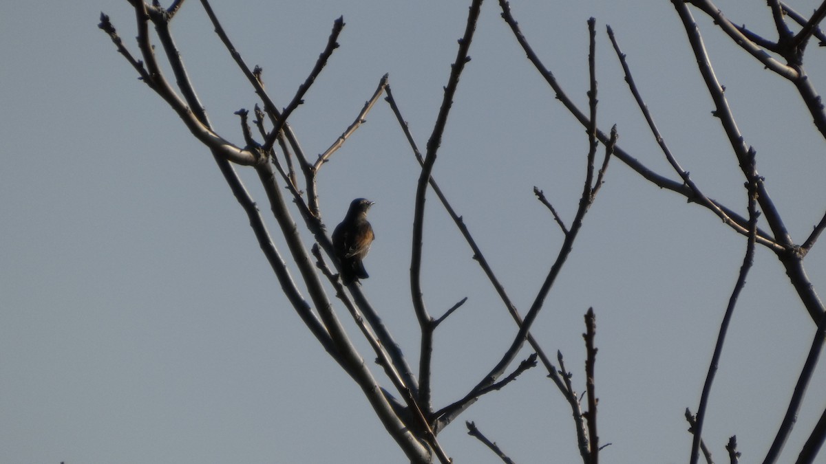 Дрізд темний - ML647255827