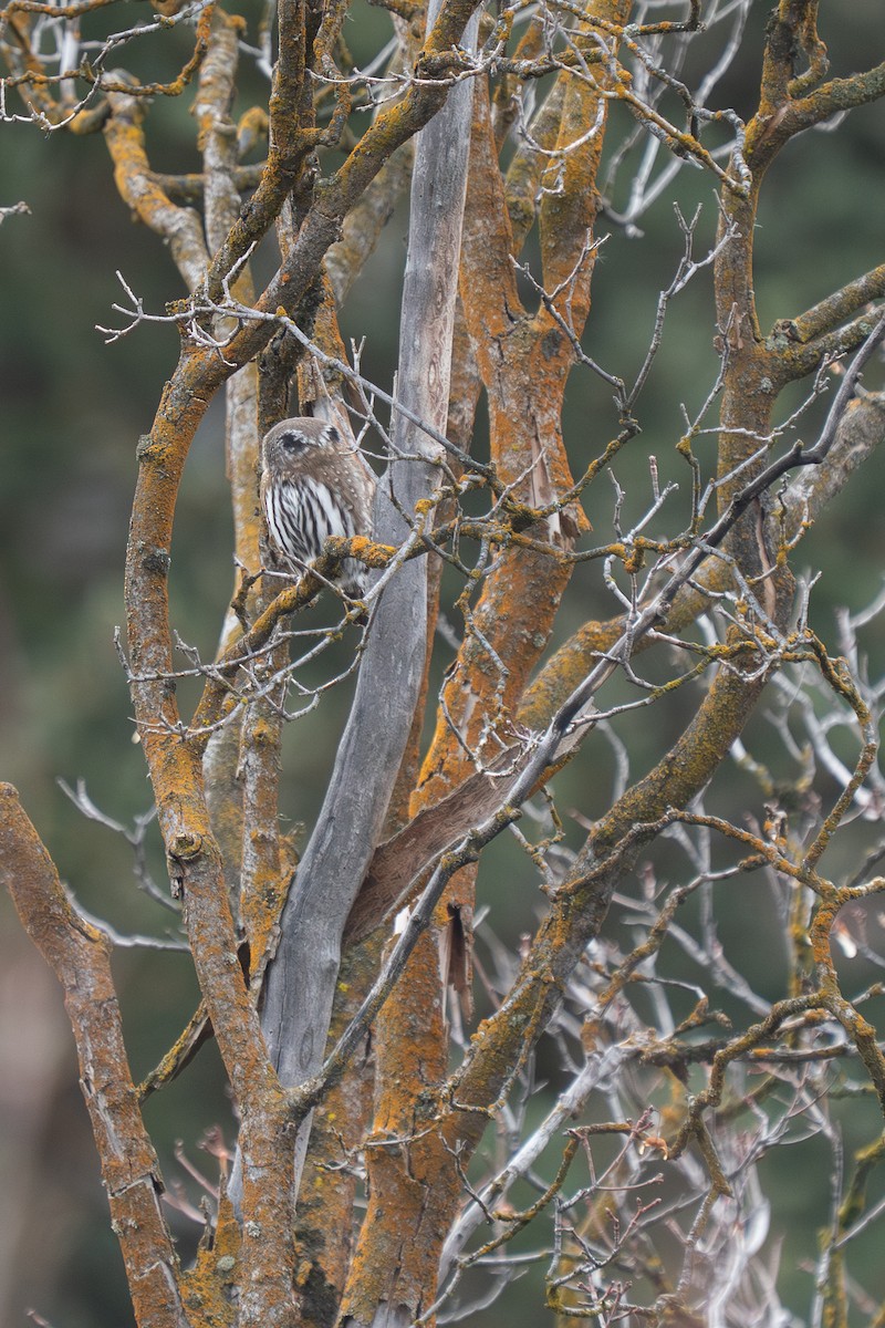 Northern Pygmy-Owl (Rocky Mts.) - ML647255831