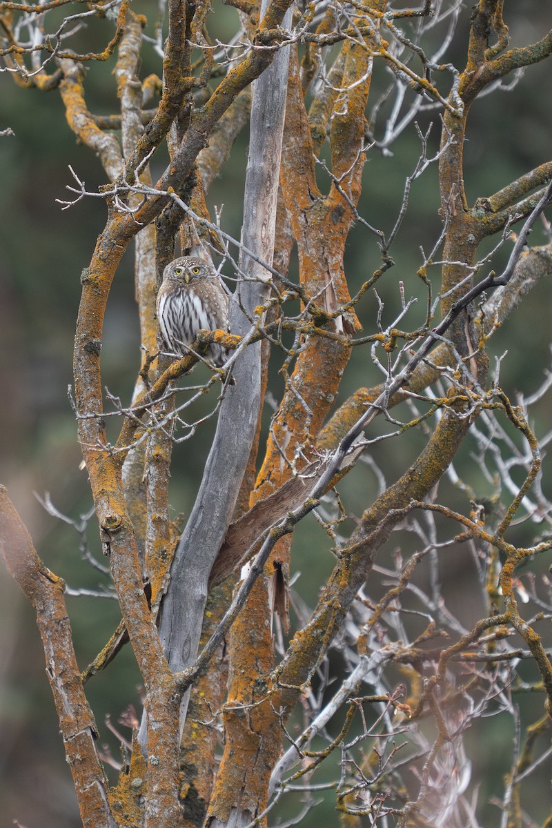 Northern Pygmy-Owl (Rocky Mts.) - ML647255832