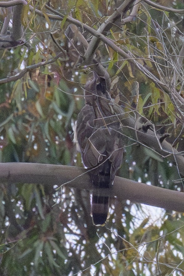 Cooper's Hawk - ML647255833