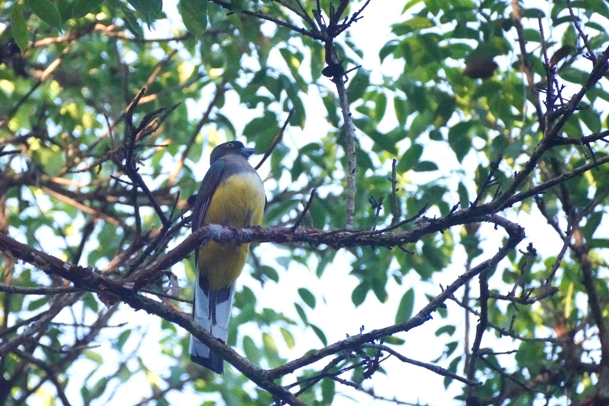 Citreoline Trogon - ML647255834