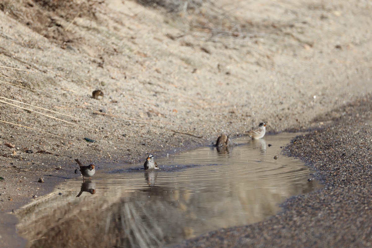 White-crowned Sparrow - ML647255835