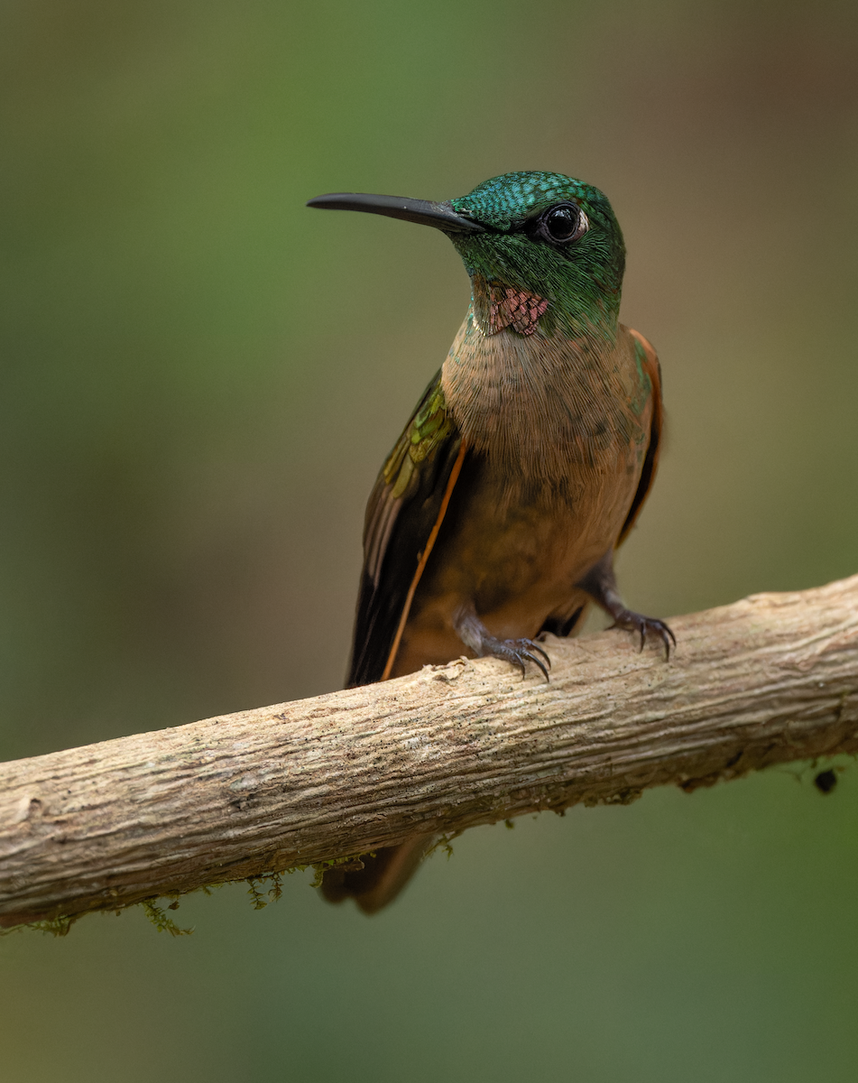 Fawn-breasted Brilliant - ML647255836