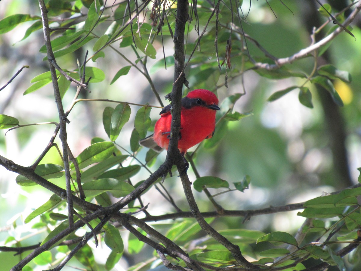 Vermilion Flycatcher - ML647255838