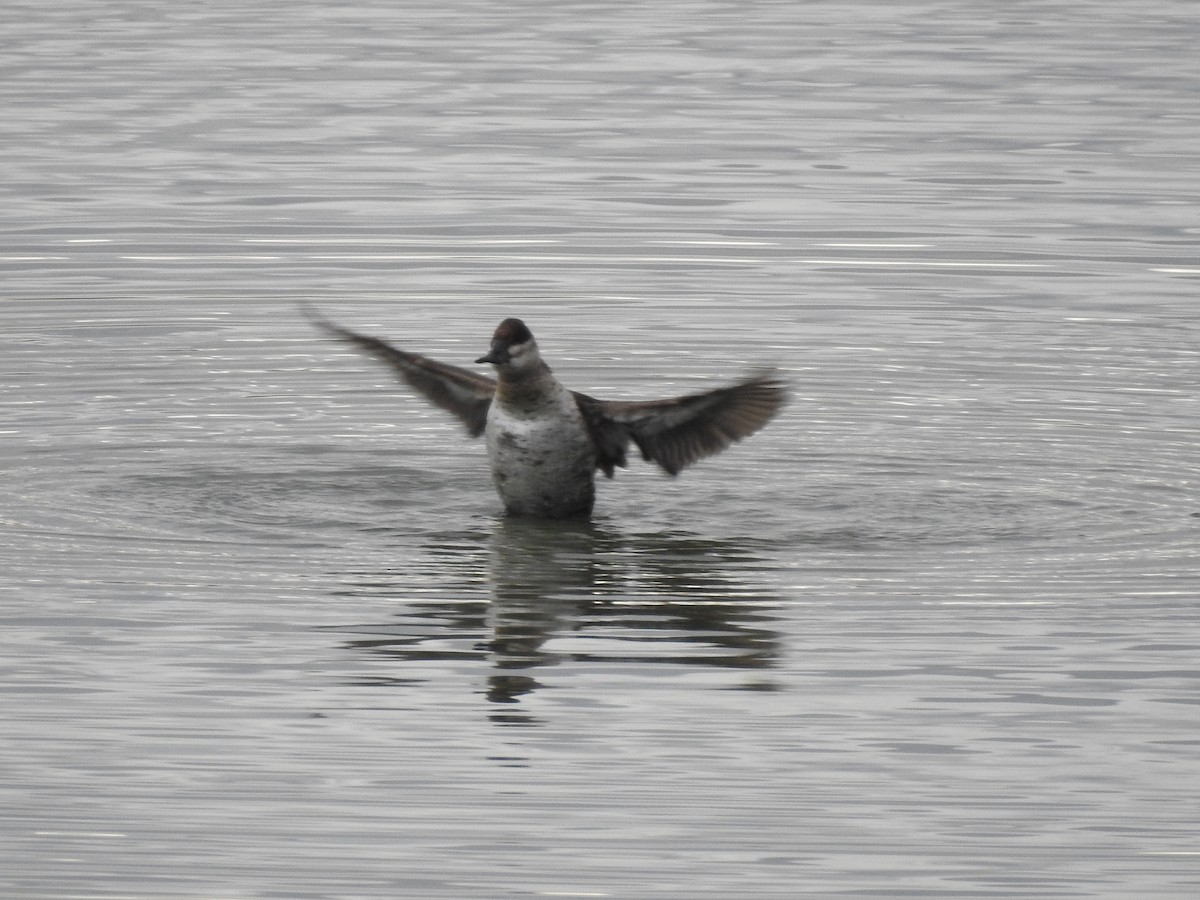 duck sp. - ML647255841