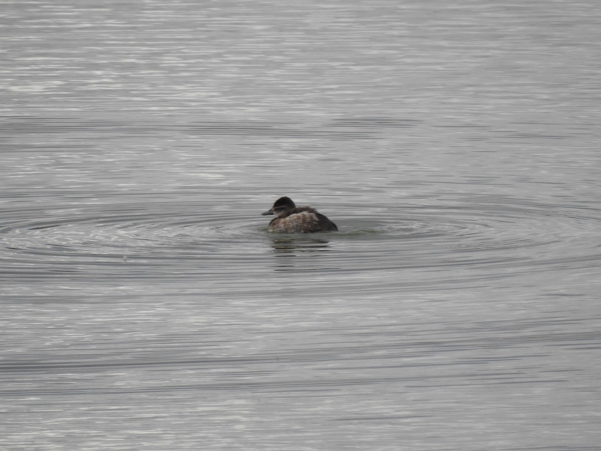 duck sp. - ML647255842