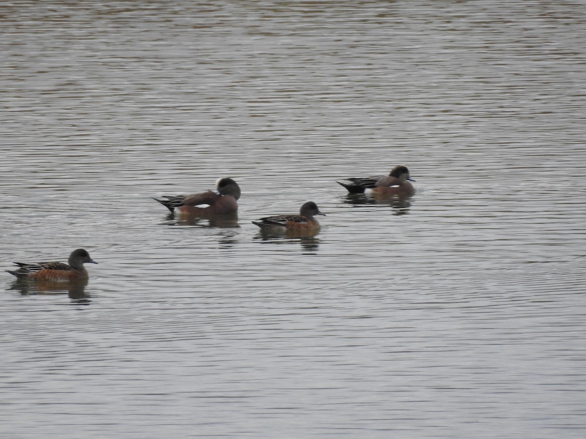 duck sp. - ML647255843