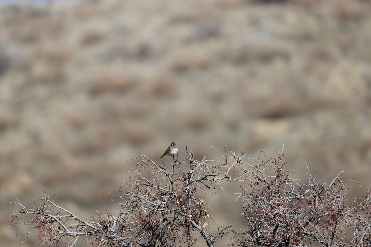 Dark-eyed Junco - ML647255854