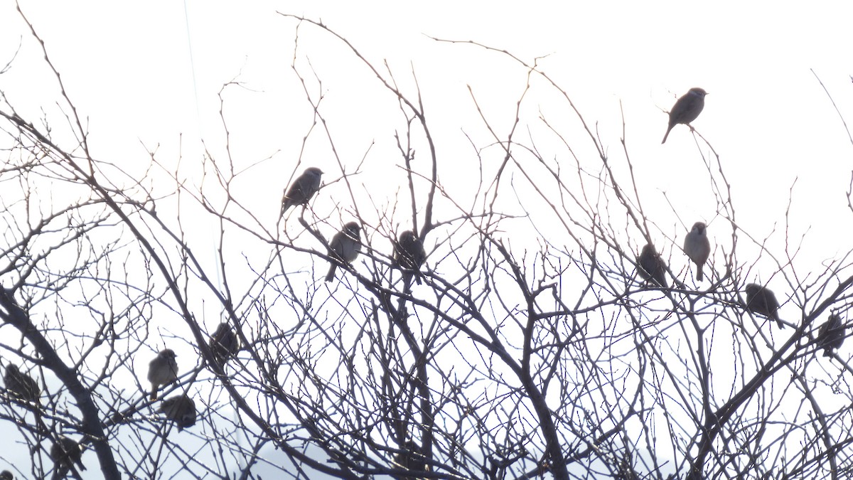 Горобець польовий - ML647255857