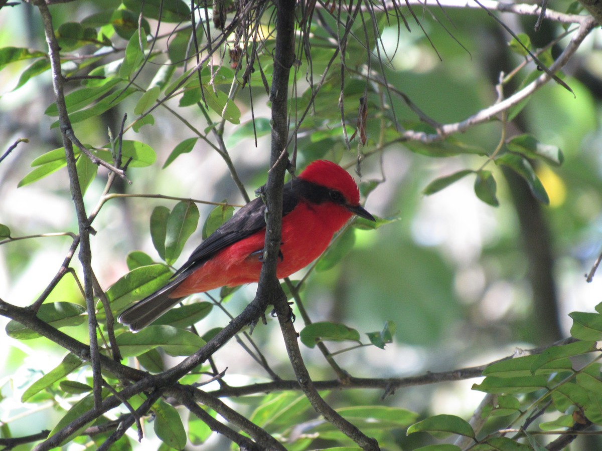 Vermilion Flycatcher - ML647255858