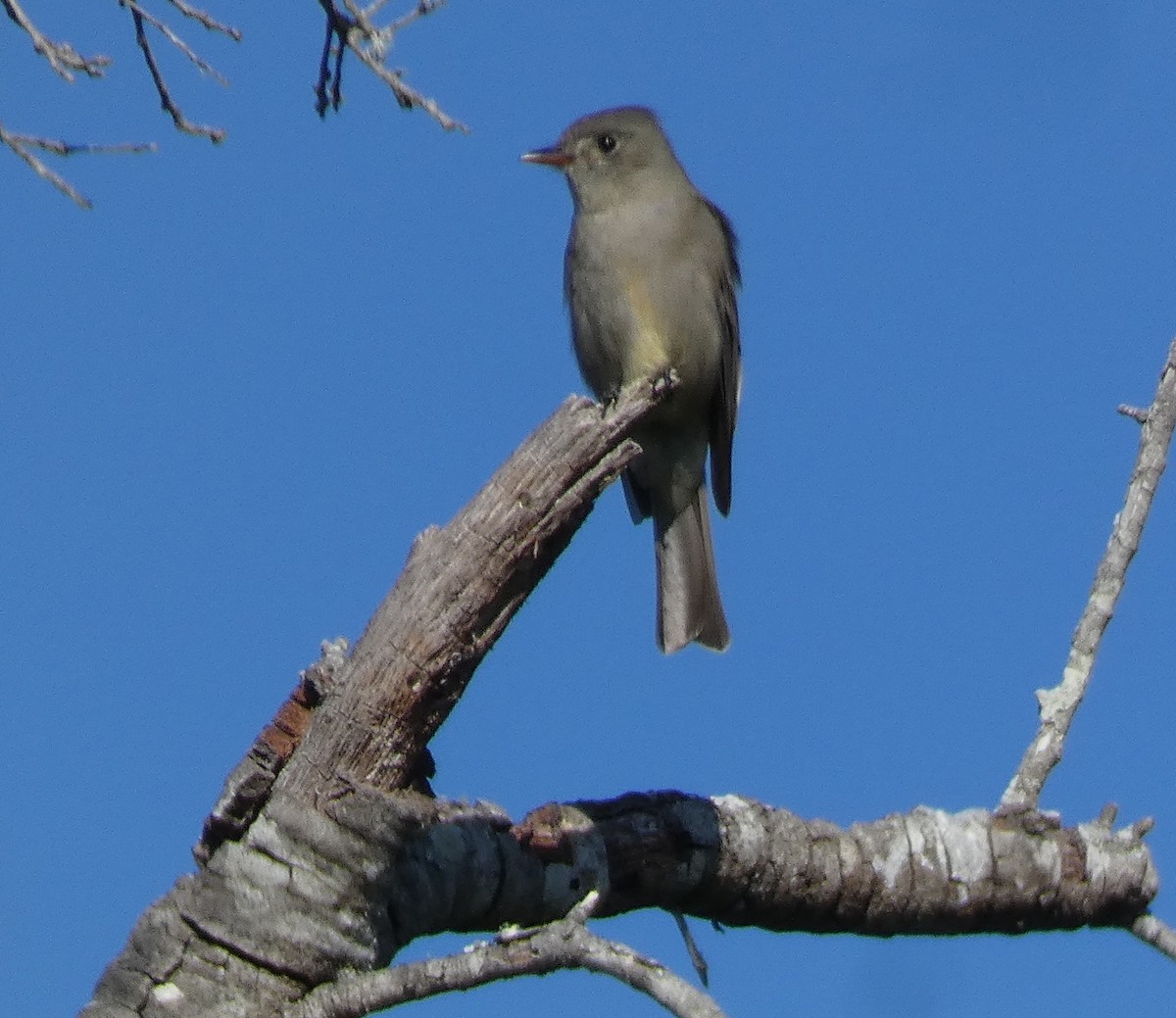メキシコヒタキモドキ - ML647255868