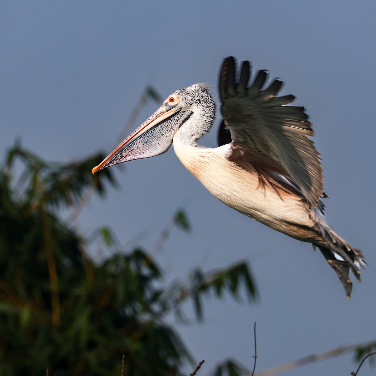 Hint Pelikanı - ML647255871