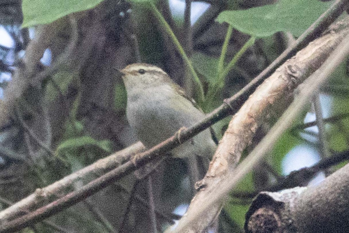 Yellow-browed Warbler - ML647255874