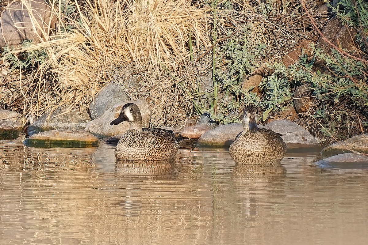 Blue-winged Teal - ML647255875