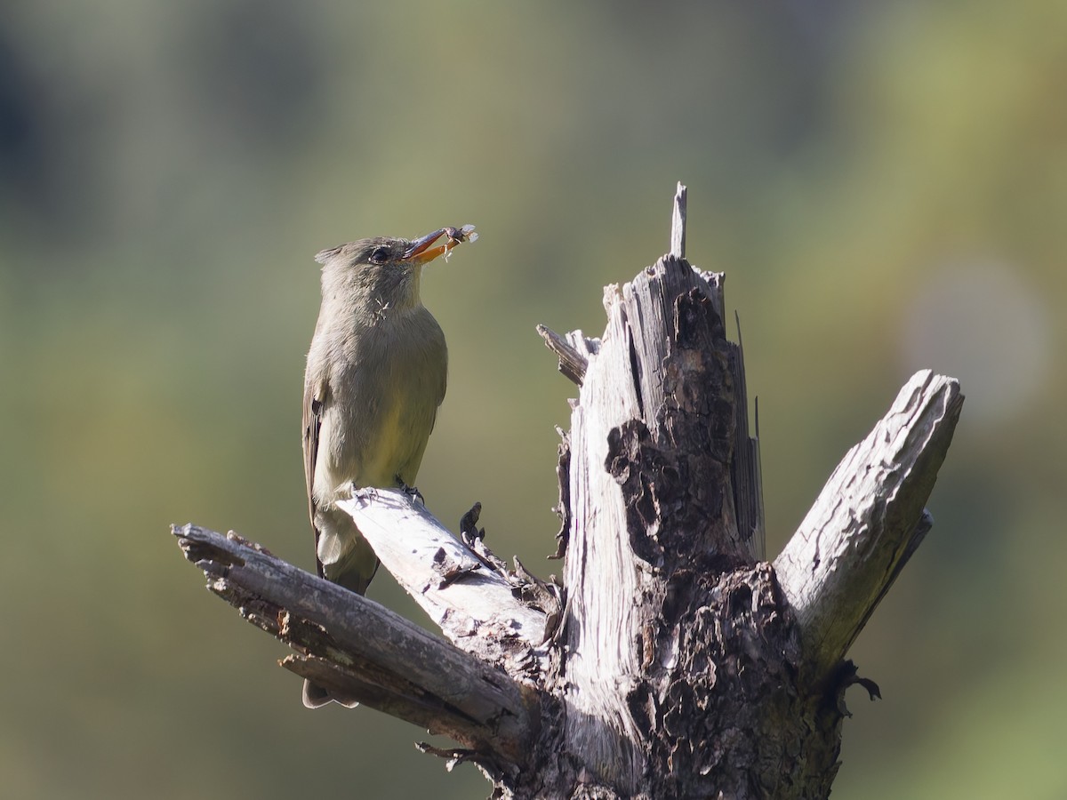 Піві великий - ML647255883