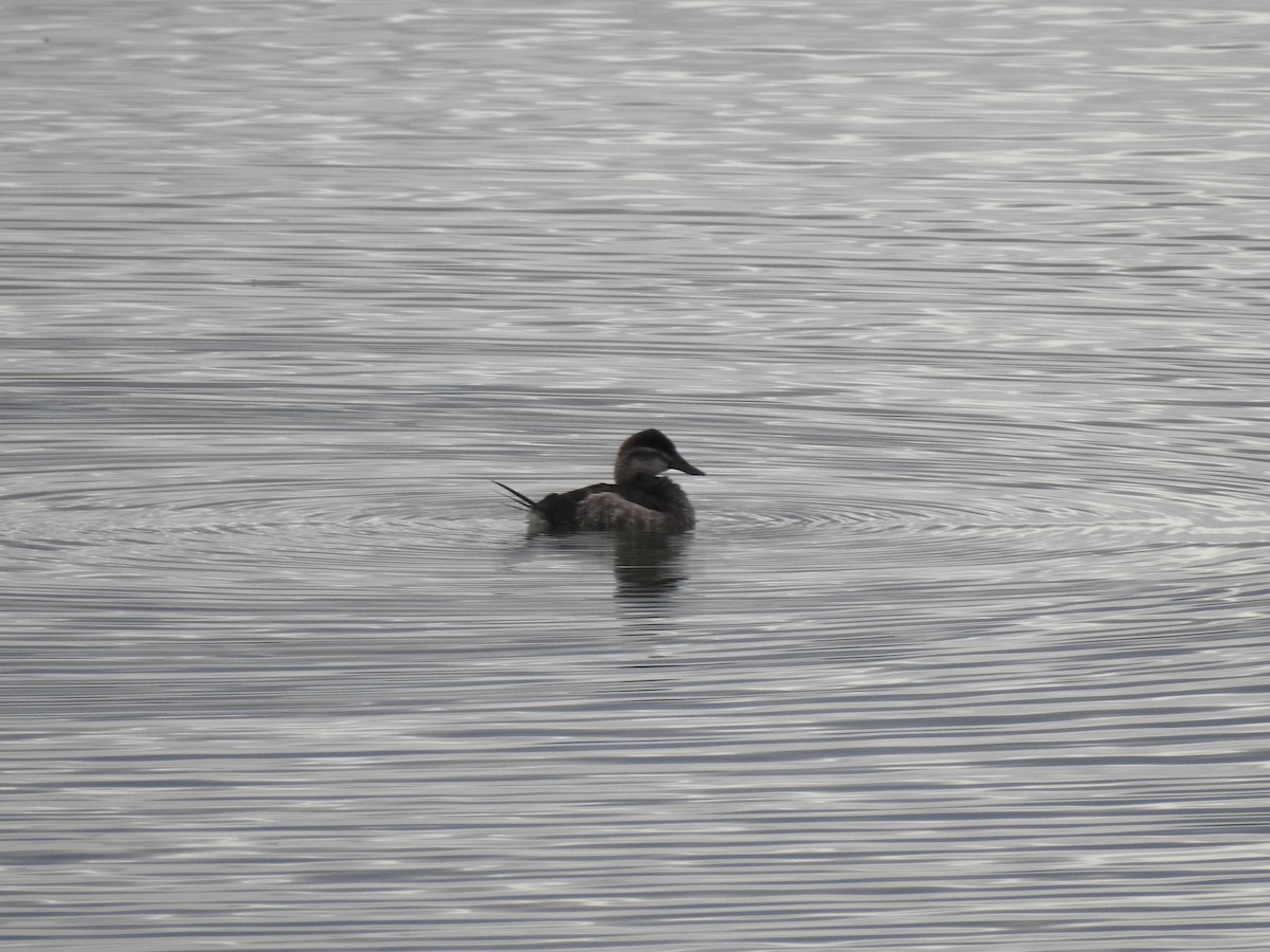 Ruddy Duck - ML647255887