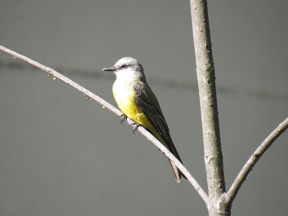 Tropical Kingbird - ML647255897