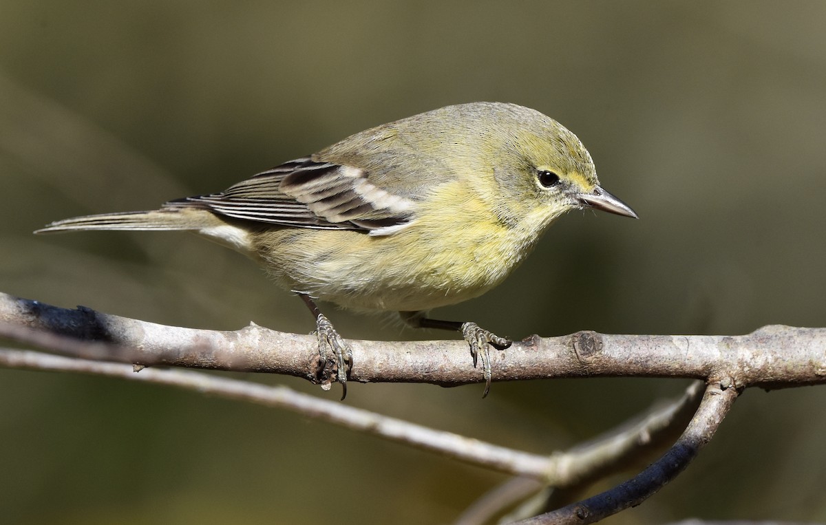 Pine Warbler - ML647255900