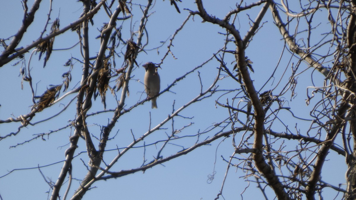 Костогриз - ML647255904