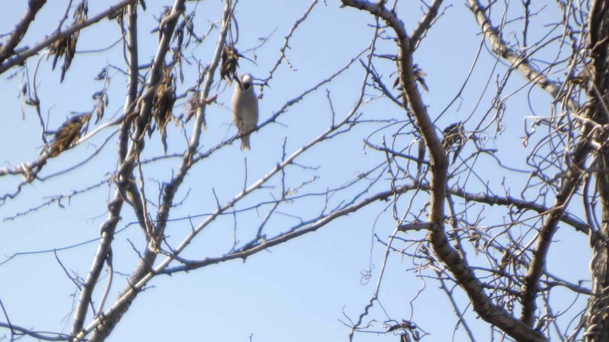 Костогриз - ML647255905