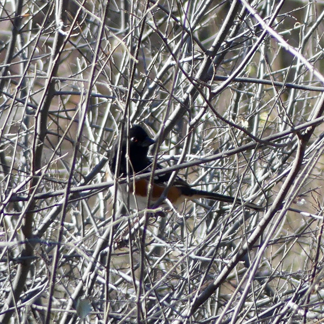 Spotted Towhee - ML647255908