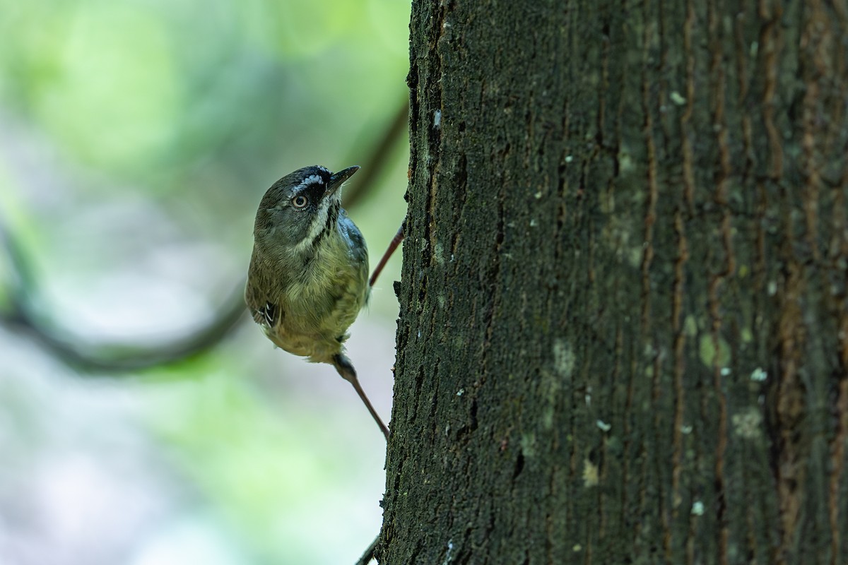 White-browed Scrubwren - ML647255921