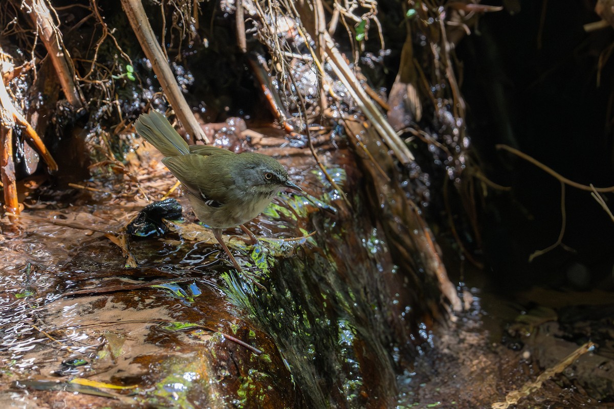 White-browed Scrubwren - ML647255922