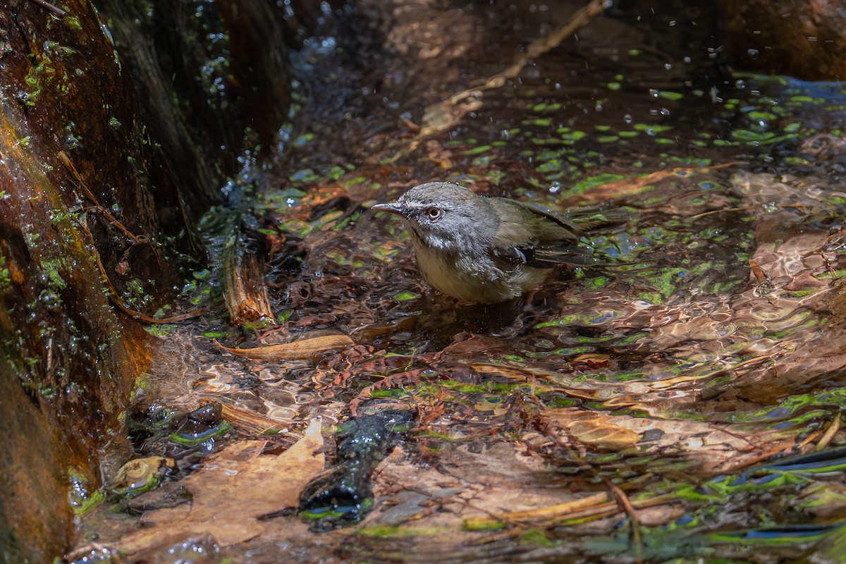 White-browed Scrubwren - ML647255923