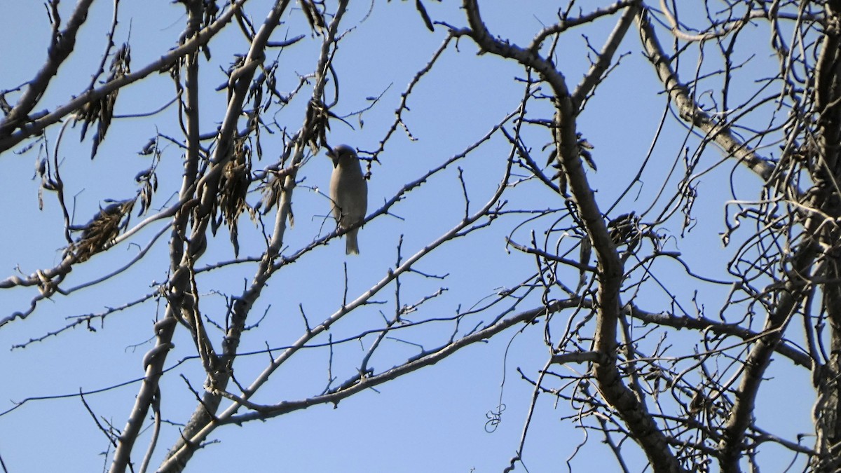 Костогриз - ML647255929