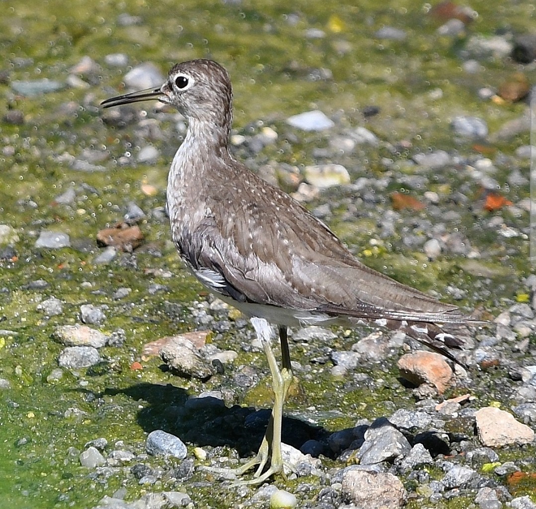 Solitary Sandpiper - ML647255933