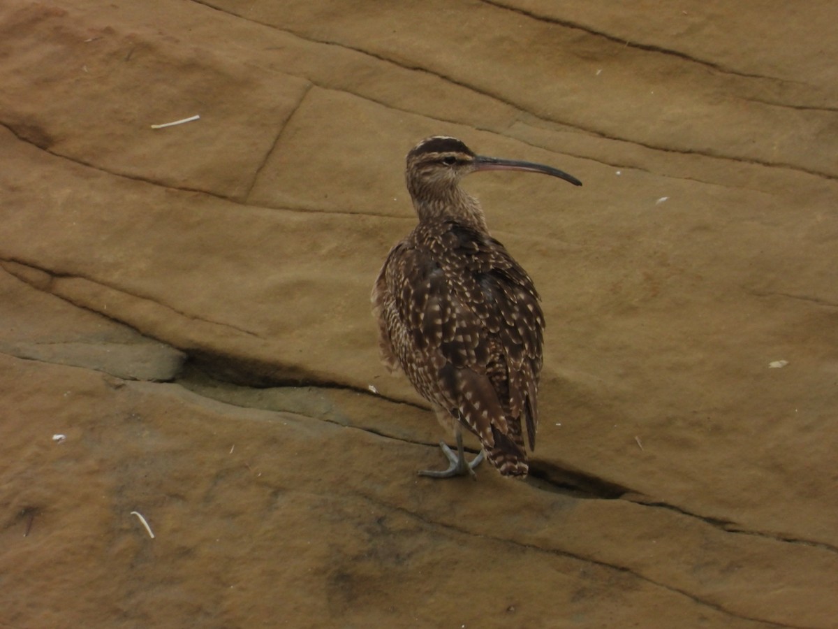 Hudsonian Whimbrel - ML647255950