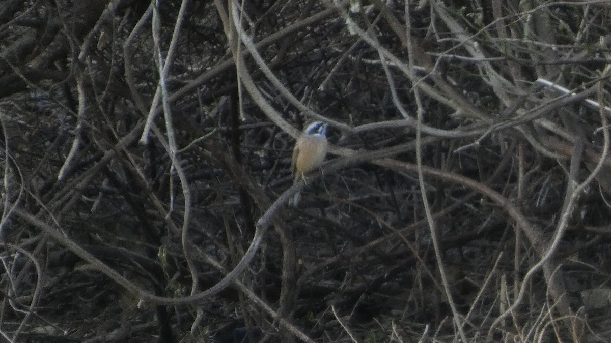 Вівсянка чорновуса - ML647255966