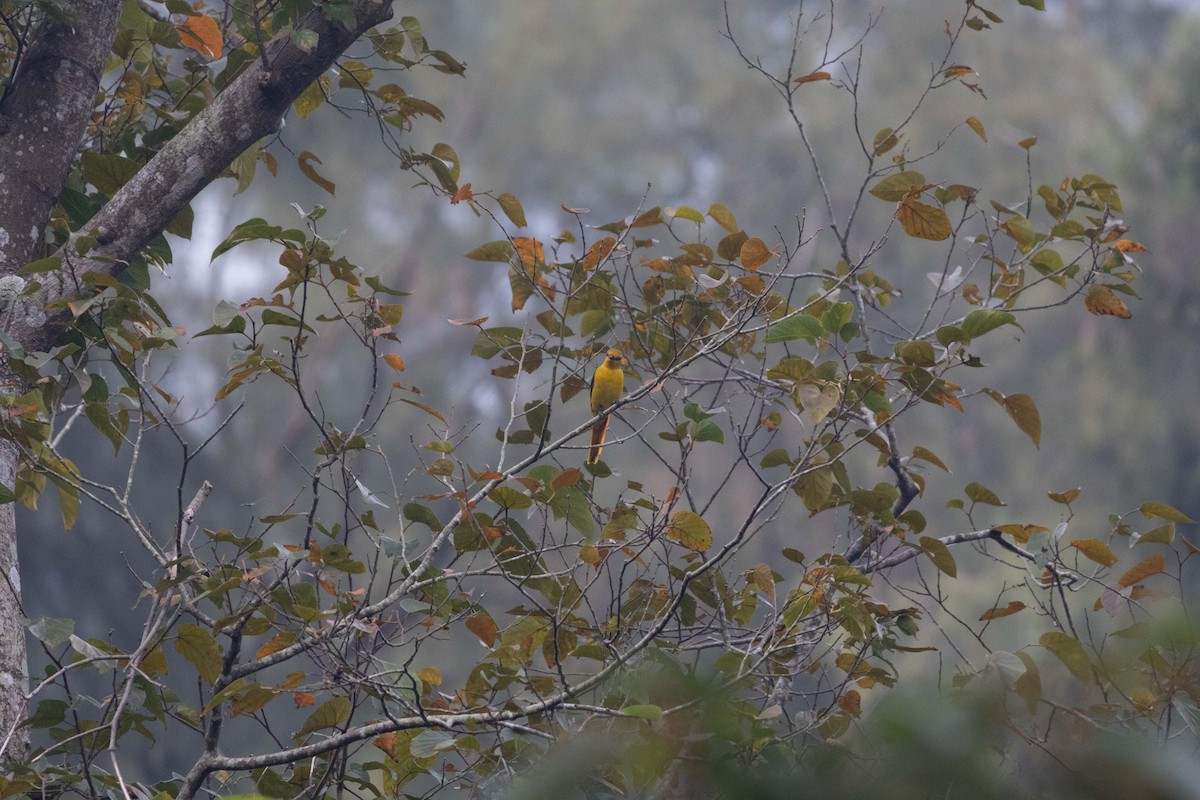 Scarlet Minivet (Scarlet) - ML647255969