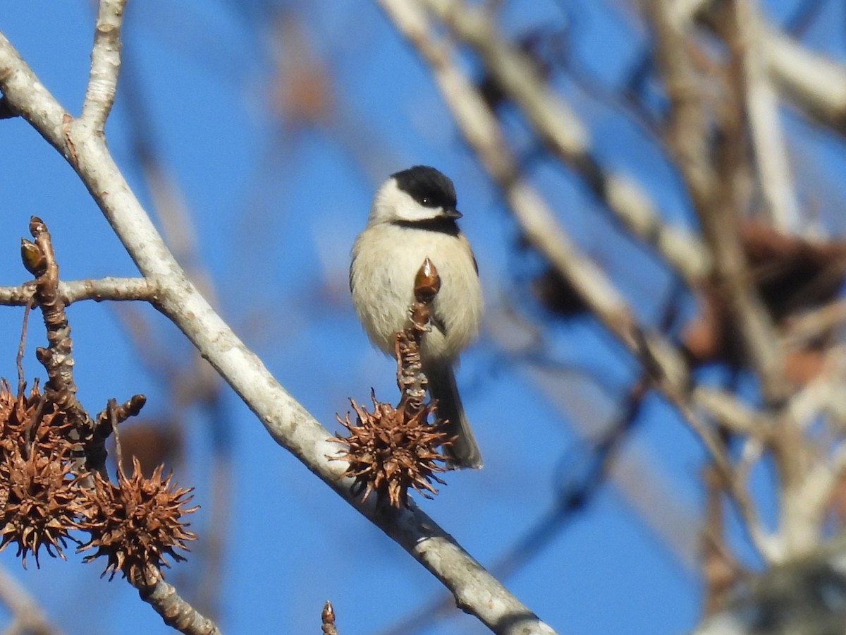 Каролинская гаичка - ML647255980