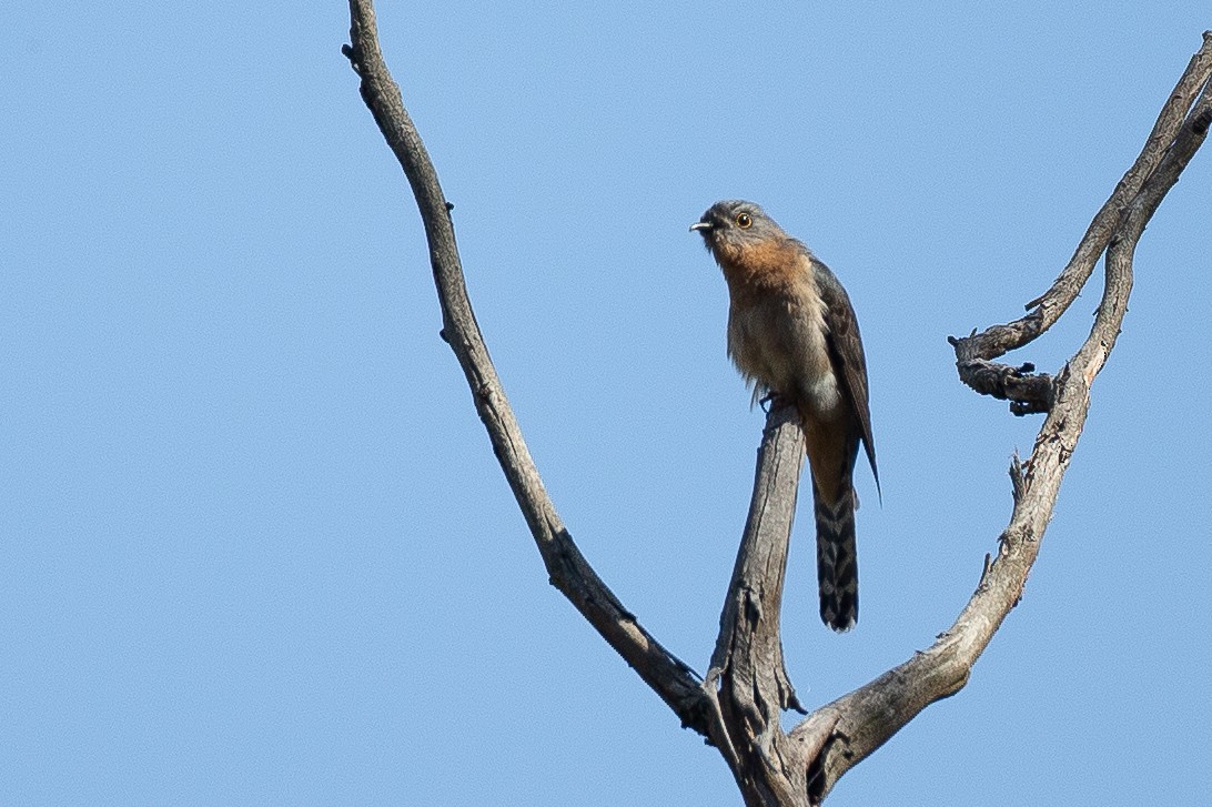 ウチワヒメカッコウ - ML647255986