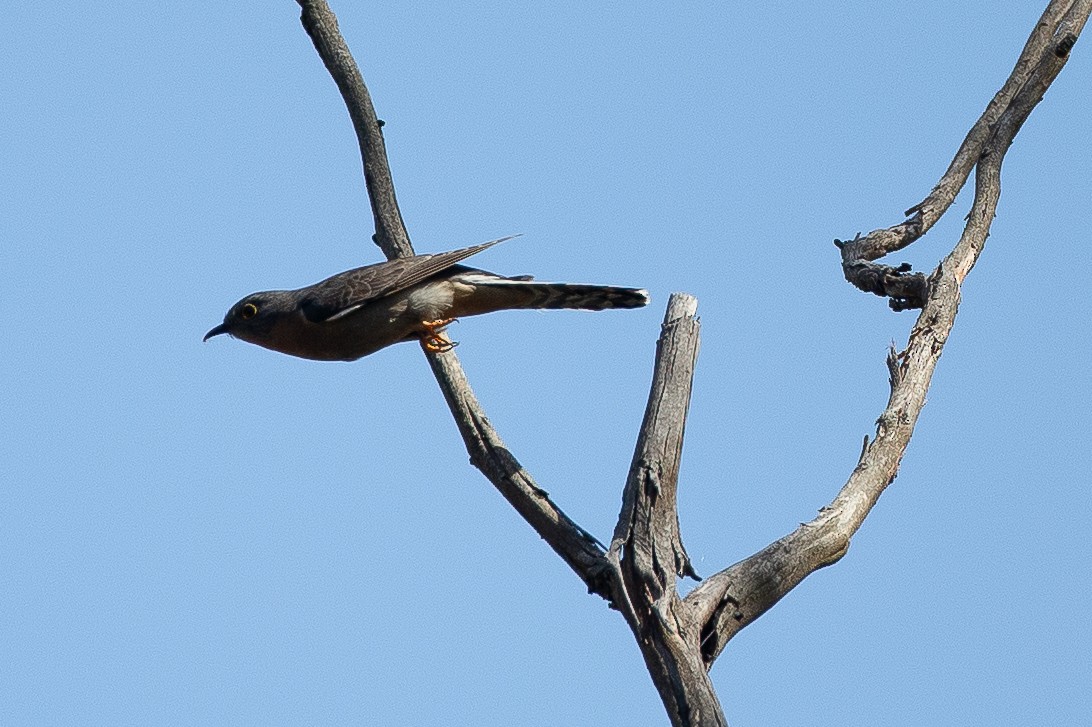 ウチワヒメカッコウ - ML647255987