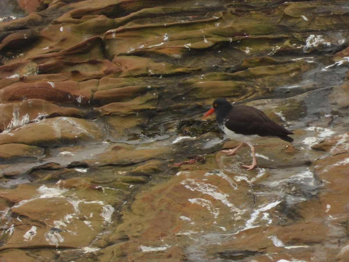 American x Black Oystercatcher (hybrid) - ML647255989