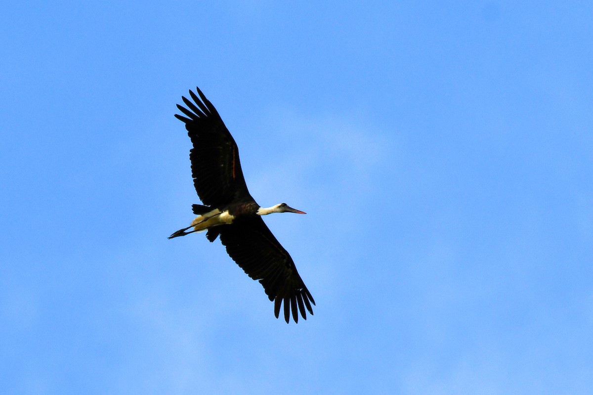 African Woolly-necked Stork - ML647255992