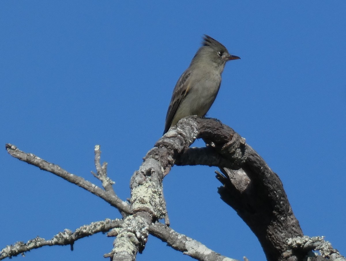 メキシコヒタキモドキ - ML647255996