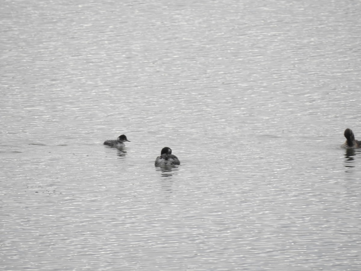 potápka černokrká - ML647256006