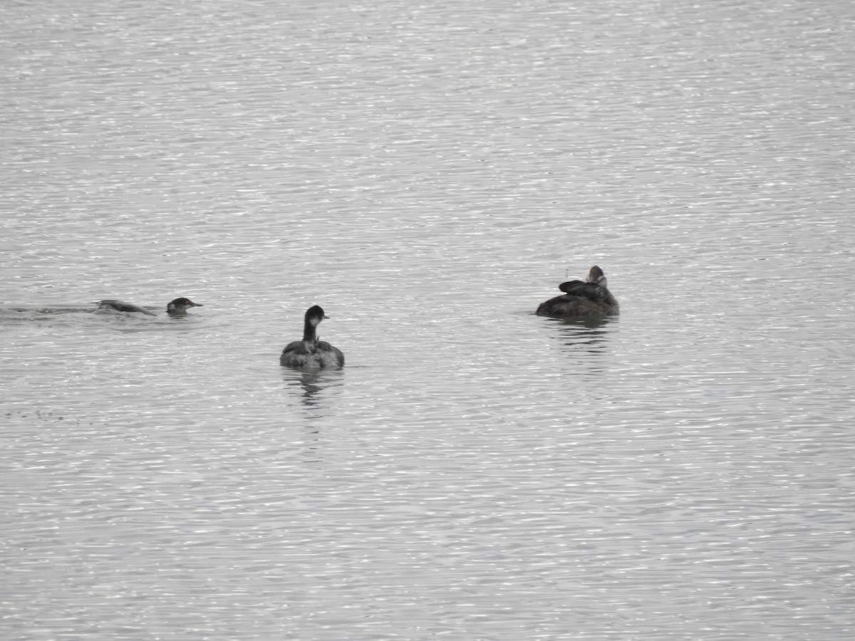 potápka černokrká - ML647256007