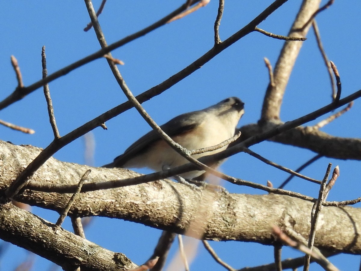 gråduskmeis - ML647256024