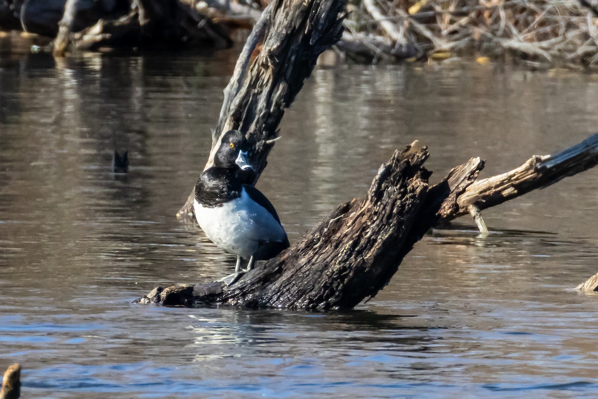 polák proužkozobý - ML647256025